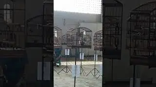 Trinca Ferro Capixaba, Eco Sap&ecirc; / 122 cantos ( prop: Raphael MZA ) 2018