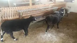 🇹🇷zwartbles koyunuve Romanov koyunu melezi urettim.