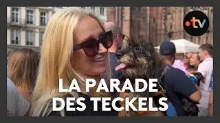 Insolite : la parade des teckels, 