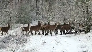 Deer At Winter| House Of Royalty Free | Stock Footage