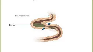 Peristalsis and Segmentation
