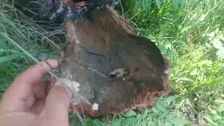 Удар МОЛНИИ в берёзу