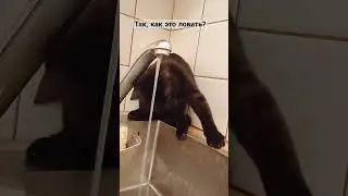 😹 Тучка купается #cat #кот #котик #Тучка
