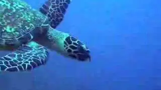 Dive Timor-Leste (East Timor)