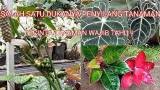 SALAH SATU DUKANYA PENYILANG TANAMAN!