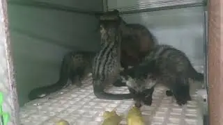 animal care