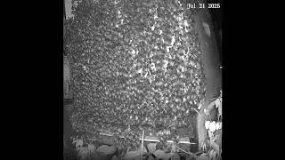 Flashback - Morning Peek at a Beehive 1a