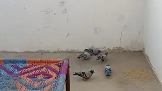New Series. S1 E19. Birds 🐦 🐦‍⬛ activity on our roof top Thursday 29.01.2026.