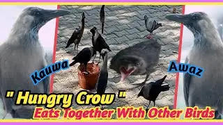 Crow Call For Food | Kauwa Ki Awaz | Crow Sound For Food | Crow Call |