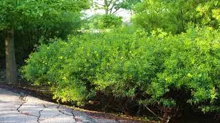 Hypericum prolificum - Зверобой золотистый
