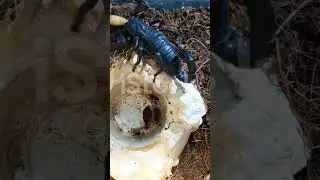 Thinking of getting a Black Asian Forest Scorpion Heres what you need to know