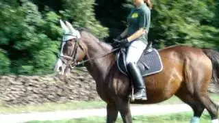 My Lady - Galopp