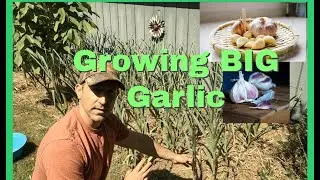 How To Grow BIG Garlic Bulbs!
