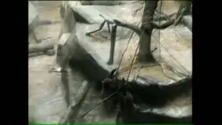 Brookfield gorilla rescues little boy in 1996