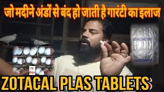 जो मदीने अंडों से बंद हो जाती है उस के लिए गारंटी का इलाज zotacal plas tablets#Moradabad#pigeon#Noor