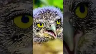 Owl Chick chirping cute video