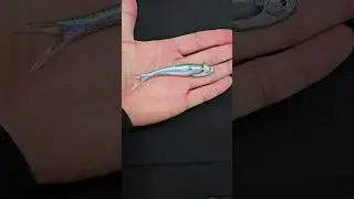 BassTrix LiveTrix and LiveTrix Head rigging for fall bass fishing #fishing