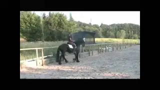 Horse Training Channel - The beginning of piaffer ( piaffe ) part.2 - Ars Equitandi