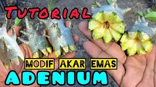 TUTORIAL UKIR AKAR EMAS ADENIUM