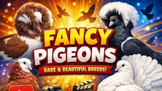 OMG Fancy Pigeon! 😍 | Beautiful & Rare World Famous Fancy Pigeon 🏆 | Amazing Look 