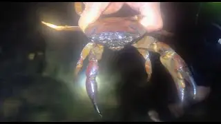 🌙🎣 Late Night River Fishing Adventure | Freshwater Crabs & Fish Catch & Cook 🍤🔥 | Goa Vibes