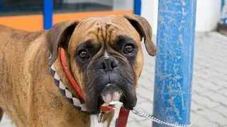 Protect Your Boxer: Choosing the Right Insurance Policy