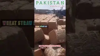 Animals feed hay | Wheat straw bales for sale | Export quality Products availability #agriculture