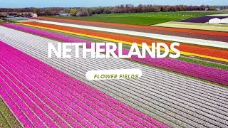 Netherlands / Nederland Flower fields/ bloemenvelden 4K  #netherlands #nederlands #flowers #drone