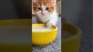 Cute Kitten Drinking Milk 🍼😻 This Tiny Moment Will Melt Your Heart! #shorts #cute #kitten