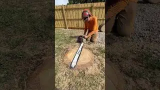 Tree Tips: Cabbage Palm Removal #TreeService #Venice #Sarasota #ChooseSichlings