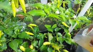 POC kulit pisang terbukti mengurangi kerontokan bunga dan bakal buah pada tanaman