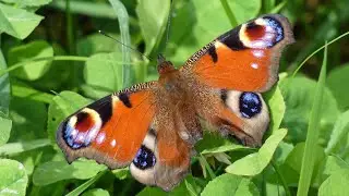 Peacock Butterfly