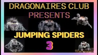 JUMPING SPIDER FEEDING, HANDLING AND BASIC ANATOMY