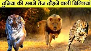 Top 7 fastest big cats in the world,Kon ha tez 