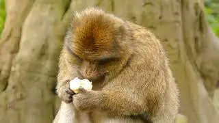 MONKEYS | A fascinating tale of ADAPTATION, DIVERSIFICATION, and SOCIAL life.