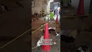 peoples feeding cats at makkah beside the road #islamic #makkah