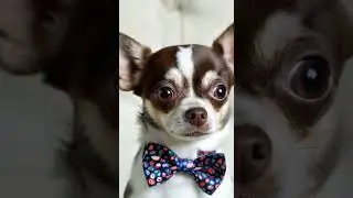 🐕 DOG WITH SMART BOW TIE #dogdress #dogclothes #cutedog #petydress