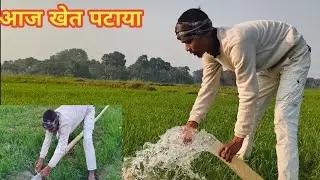Aaj Khet Pataya 🌾 ! Gaon ki Vlog