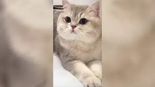 Funny ANIMALS Videos 🤣 Funny Pet Moments #16