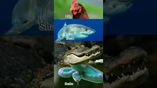 Hen vs Shark vs Crocodile vs snake 