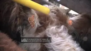 DESTINO URUGUAY Microshow 01 Trazabilidad de la Carne 60seg - National Geographic Channel