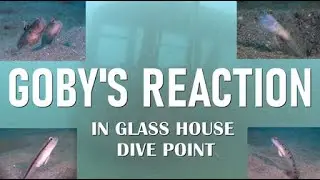 Goby's reaction , when I recorded them