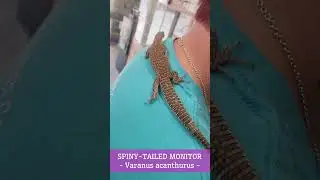Our inquisitive little Spiny-tailed Monitor out for an explore!