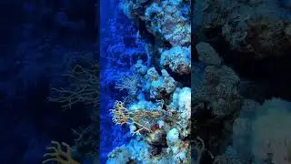 Кораллы Красного моря