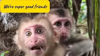 Two Baby Monkeys Having Fun Together 🐒💛