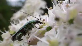 Male Thick-legged flower beetle nectaring, Wiltshire, England, UK, June.