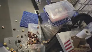 Woman destroys $1,000 worth of cupcakes at Waterside