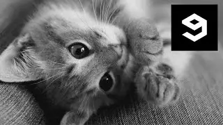 9GAG CAT GIF COMPILATION