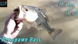 Cold Muddy water & PRE-SPAWN BASS. Spawn is calling.....