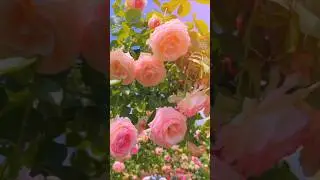 Roses remind us that pain and beauty coexist 🌿🌷#trendingshorts #trendingvideo #roses #nature